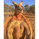 AUSTRALIENS RULE