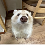gliz_gob