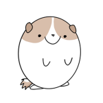 * Guinea pig fans *