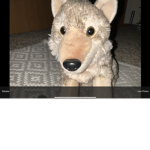 Wolves are the best animals ever!