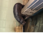 HIPPO FAN