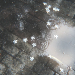 The Koi Pond