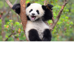 Panda spor gücü