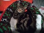 Grow a garden and my cat