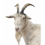 The Gaming Goats