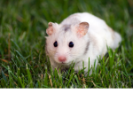 Hamster gang.