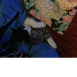 Who likes cats??