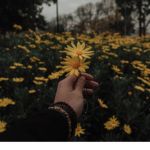 *.Roses.*