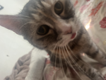 Adopt me savers!