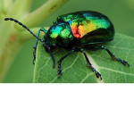 The Bugs clothing