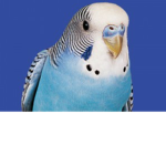 R.I.P Frosty The Bird