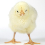 cute mad chicken