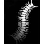 Worm'濳