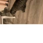 Bᴀᴍʙᴜs Gᴀɴɢ