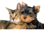 Army of epic dogs and cats