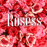 Roses>