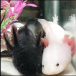 Axolotl friendss