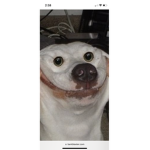 So weird dogs group!!!