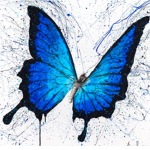 Dream butterfly