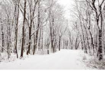 Snowfallen Group
