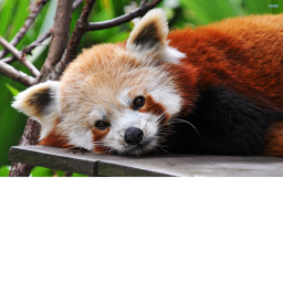 Red panda obby