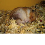 Meh piggys