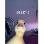 Dahood duck gang
