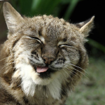 sillybobcats!!