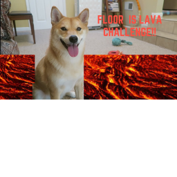 The Doge Official Obby
