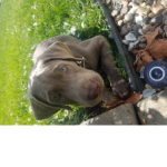 Who likes puppies?