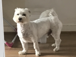 TEDDY_THE_DOGROBLOX_GROUP