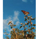 Angelicc Butterfly's