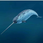 Narwhal News (giveaways and more!)
