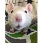 thefloofrats