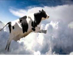 Milky Cows