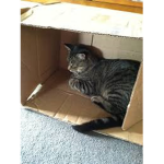 The Hobo Katz!