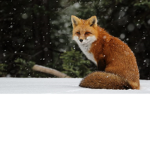 foxes are super awsome