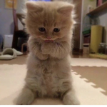 Only cuties <3