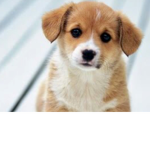 Super Awesome Cute Animals Club
