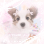 ʚ precious pup ɞ