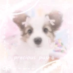 ʚ precious pup ɞ Group Thumbnail