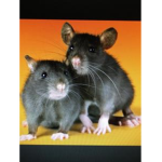 Ratz Gang