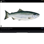 SALMONS UNITE!