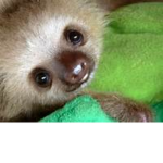 Sloth Fam numba 1