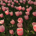 floriae