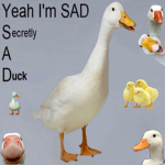 A l p h a s