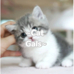 ~Cat Gal’s~