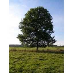 the tree