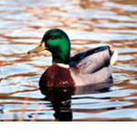We love to watch ducks and feed them
