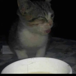 kitty____army
